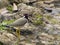 Red Wattle Lapwing, Vanellus indicus. Bandhavgarh Tiger Reserve, Madhya Pradesh, India