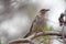 Red Wattlebird (Anthochaera carunculata)