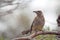 Red Wattlebird (Anthochaera carunculata)