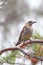 Red Wattlebird (Anthochaera carunculata)