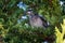 Red Wattlebird - Anthochaera carunculata is a passerine bird native to southern Australia