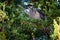 Red Wattlebird - Anthochaera carunculata is a passerine bird native to southern Australia