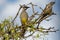 Red Wattlebird - Anthochaera carunculata  is a passerine bird native to southern Australia