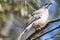 Red Wattlebird Endemic to Australia