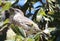 Red Wattlebird Endemic to Australia