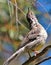 Red Wattlebird Endemic to Australia