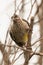 Red Wattlebird Endemic to Australia