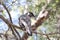 Red Wattlebird Endemic to Australia