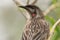 Red Wattlebird Endemic to Australia