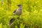 Red Wattlebird in Victoria, Australia