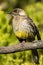 Red Wattlebird in Victoria, Australia