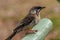 Red Wattlebird in Western Australia