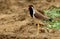 Red wattled lapwing