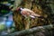 Red wattled Lapwing