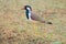 Red-wattled lapwing