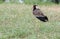 RED WATTLED LAPWING