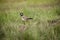 Red-wattled Lapwing is the alarm bird when the invader came.