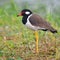 Red-wattled lapwing bird