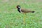 Red-wattled lapwing bird