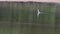 A Red Wattled lapwing bird swimming in water accumulated in rain.