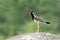 Red-wattled Lapwing calling