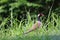 Red-wattled lapwing colorful feather bird loneliness in the natu