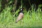 Red-wattled lapwing colorful feather bird loneliness in the natu