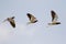 Red-wattled Lapwing in flight, bird with red wattle flying again