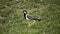 Red-wattled lapwing on a grass field in Sri Lanka known as