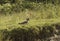 Red-wattled lapwing grazing on the river bank of Bhitarkanika