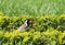 Red-wattled Lapwing in the hedges