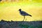 The Red wattled lapwing is the Indian migrating bird