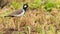 Red-Wattled Lapwing isolated in a grassland