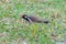 Red-Wattled Lapwing isolated standing on grass