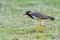 Red-Wattled Lapwing isolated standing on grass