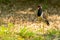 Red-Wattled Lapwing isolated standing on a lawn