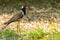 Red-Wattled Lapwing isolated standing on a lawn