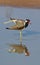 Red-wattled lapwing standing in water with reflection. Sri Lanka.
