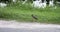 Red Wattled Lapwing on Street with green grass background, selective focus , high contrast colorful picture style, filtered image