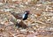 Red-wattled lapwing Vanellus indicus bird proving shake to eggs