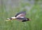 Red-wattled Lapwing Vanellus Indicus bird speads its legs rearward as it streamlines its flight for maximum speed.