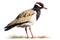 Red-wattled Lapwing, Vanellus indicus, in front of white background generative AI animal ai