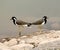 Red-wattled lapwing (Vanellus indicus) keeping watch against intruders : (pix SShukla)