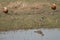 Red-wattled lapwing Vanellus indicus in a lagoon.