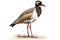 Red-wattled Lapwing (Vanellus vanellus) AI Generated animal ai