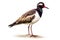 Red-wattled lapwing, Vanellus vanellus, in front of a white background generative AI animal ai