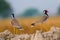 Red wattled lapwings pair staring at the camera