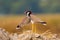 Red wattled lapwings pair staring at the camera