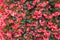Red Wax Begonias flowers pattern