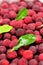 Red waxberry market